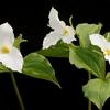 Trilliums