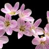 Need to look up the name of these flower yet.  If anyone knows please email me.