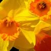 Daffodils