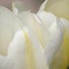 Playing with Depth of Field - Tulip Blossoms