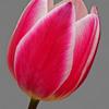Pink and White Tulip
