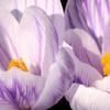 Crocuses