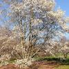 Flowering Tree at Hawthorne Hollow