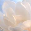 Tree Blossom - Abstract
