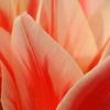 Macro Tulips