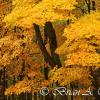 Yellow Maples - Rib Mountain State Park
