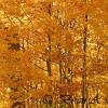 Backlit Maples
