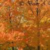 Backlit Orange Maples