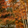Autumn Reflections