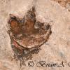 Dinosaur - Navajo National Monument - Utah