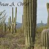 Saguaro National Park 3