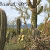 Saguaro National Park 4