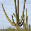Saguaro National Park 5