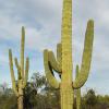 Saguaro Natonal Park 7