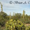 Saguaro National Park 8