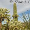 Saguaro National Park 10