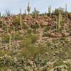 Saguaro National Park 11