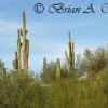 Tonto National Forest