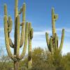 Tonto National Forest 3