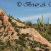 Tonto National Forest 5
