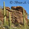 Tuscon Mountain Park
