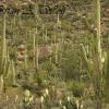 Saguaro National Park