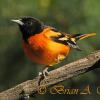 Baltimore Oriole 2