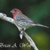 House Finch