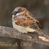 House Sparrow