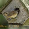House Wren Female