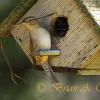 House Wren Nest Building
