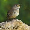 Male House Wren Singing