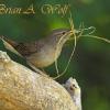 House Wren Nest Building 2