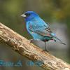 Indigo Bunting