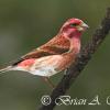 Purple Finch