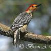 Red Bellied Woodpecker