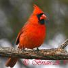 Cardinal