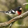 Rose Breasted Grosbeak