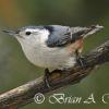 White Breasted Nuthatch