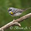 Yellow Rumped Warbler