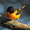 Baltimore Oriole