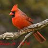 Cardinal 2