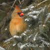 Cardinal Female