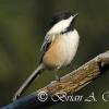 Chickadee