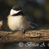 Chickadee 2