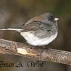 Dark Eyed Junco