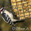 Downy Woodpecker