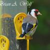 European Finch
