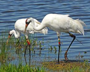 Whooping Cranes