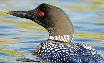 Common Loon